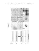ARRAY OF MICROMOLDED STRUCTURES FOR SORTING ADHERENT CELLS diagram and image