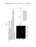 COMPOSITIONS AND METHODS FOR LONG INSERT, PAIRED END LIBRARIES OF NUCLEIC     ACIDS IN EMULSION DROPLETS diagram and image