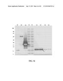 Methods, Devices, Kits and Compositions for Detecting Roundworm, Whipworm,     and Hookworm diagram and image