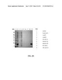 Methods, Devices, Kits and Compositions for Detecting Roundworm, Whipworm,     and Hookworm diagram and image