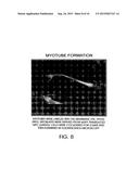 MULTIPOTENT ADULT STEM CELLS AND METHODS FOR ISOLATION diagram and image