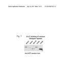 Designer Ubiquitin Ligases for Regulation of Intracellular Pathogenic     Proteins diagram and image