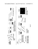 COMPOSITIONS AND METHODS FOR LABELING OF AGENTS diagram and image