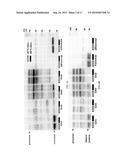 MULTIPROTEIN EXPRESSION CASSETTES diagram and image