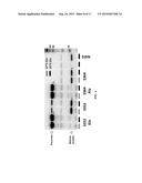 MULTIPROTEIN EXPRESSION CASSETTES diagram and image