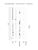 PURIFICATION PROCESS OF NASCENT DNA diagram and image