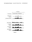 PURIFICATION PROCESS OF NASCENT DNA diagram and image