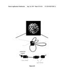 PURIFICATION PROCESS OF NASCENT DNA diagram and image