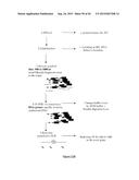 PURIFICATION PROCESS OF NASCENT DNA diagram and image