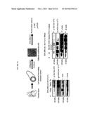 METHOD FOR TREATING OBESITY WITH ANTI-OBESITY FORMULATIONS AND OMEGA 3     FATTY ACIDS FOR THE REDUCTION OF BODY WEIGHT IN CARDIOVASCULAR DISEASE     PATIENTS (CVD) AND DIABETICS diagram and image