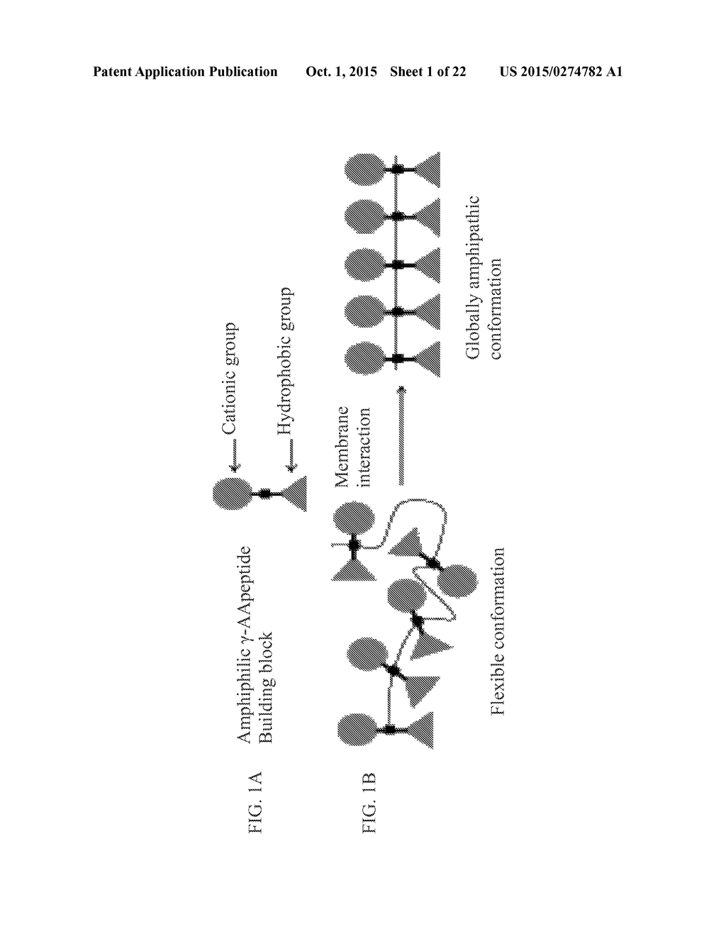 GAMMA-AAPEPTIDES WITH POTENT AND BROAD-SPECTRUM ANTIMICROBIAL ACTIVITY - diagram, schematic, and image 02