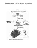 POLYPEPTIDE HAVING MULTIPLE DIRECTIONALITY AND SELF-ASSEMBLED     NANOSTRUCTURE CONTAINING THE SAME diagram and image