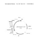 FIBRONECTIN BASED SCAFFOLD DOMAIN PROTEINS THAT BIND IL-23 diagram and image