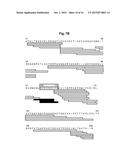 Antibodies that Bind and Block Triggering Receptor Expressed on Myeloid     Cells-1 (TREM-1) diagram and image