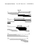 Antibodies that Bind and Block Triggering Receptor Expressed on Myeloid     Cells-1 (TREM-1) diagram and image