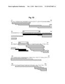 Antibodies that Bind and Block Triggering Receptor Expressed on Myeloid     Cells-1 (TREM-1) diagram and image