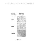 Antibodies Reactive with B7-H3, Immunologically Active Fragments Thereof     and Uses Thereof diagram and image