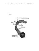 CULTURE CONDITIONS FOR EXPANSION OF NEPHRON PROGENITOR CELLS diagram and image