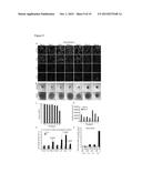 CULTURE CONDITIONS FOR EXPANSION OF NEPHRON PROGENITOR CELLS diagram and image