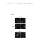 CULTURE CONDITIONS FOR EXPANSION OF NEPHRON PROGENITOR CELLS diagram and image