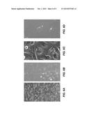 Eukaryotic Cells with Artificial Endosymbionts for Multimodal Detection diagram and image