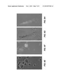 Eukaryotic Cells with Artificial Endosymbionts for Multimodal Detection diagram and image