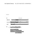 Human Betacoronavirus Lineage C and Identification of N-Terminal     Dipeptidyl Peptidase As Its Virus Receptor diagram and image