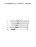 Human Betacoronavirus Lineage C and Identification of N-Terminal     Dipeptidyl Peptidase As Its Virus Receptor diagram and image