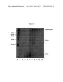 COMPOSITIONS, METHODS AND KITS FOR ISOLATING NUCLEIC ACIDS FROM BODY     FLUIDS USING ANION EXCHANGE MEDIA diagram and image