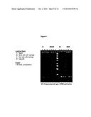 COMPOSITIONS, METHODS AND KITS FOR ISOLATING NUCLEIC ACIDS FROM BODY     FLUIDS USING ANION EXCHANGE MEDIA diagram and image