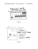 POLYMER CONJUGATES FOR DELIVERY OF BIOLOGICALLY ACTIVE AGENTS diagram and image