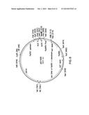 CRZ1 MUTANT FUNGAL CELLS diagram and image