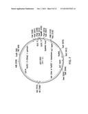 CRZ1 MUTANT FUNGAL CELLS diagram and image