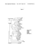 TOOLS AND METHOD FOR THE DETECTION AND QUANTIFICATION OF GENETICALLY     DIVERSE HIV-1,SIVCPZ AND SIV GOR VIRUSES diagram and image