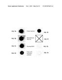 IMMUNOASSAYS USING COLLOIDAL CRYSTALS diagram and image