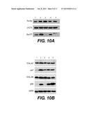 PKC Delta Inhibitors for use as Therapeutics diagram and image