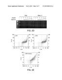 SMALL MOLECULE RNASE INHIBITORS AND METHODS OF USE diagram and image