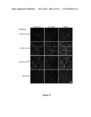 CHIMERIC FIBRONECTIN MATRIX MIMETICS AND USES THEREOF diagram and image