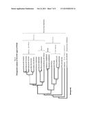 PORCINE PARVOVIRUS 5B, METHODS OF USE AND VACCINE diagram and image