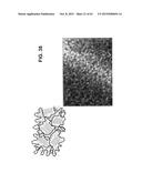 HYDROPHOBIC AND HYDROPHILIC INTERPENETRATING POLYMER NETWORKS DERIVED FROM     HYDROPHOBIC POLYMERS AND METHODS OF PREPARING THE SAME diagram and image