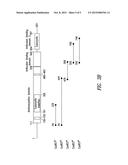 INNOVATIVE DISCOVERY OF THERAPEUTIC, DIAGNOSTIC, AND ANTIBODY COMPOSITIONS     RELATED TO PROTEIN FRAGMENTS OF CYSTEINYL-TRNA SYNTHETASE diagram and image