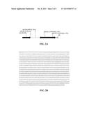 MODULATION OF ACC SYNTHASE IMPROVES PLANT YIELD UNDER LOW NITROGEN     CONDITIONS diagram and image