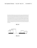 MODULATION OF ACC SYNTHASE IMPROVES PLANT YIELD UNDER LOW NITROGEN     CONDITIONS diagram and image