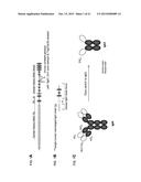 NON-HUMAN ANIMALS THAT MAKE SINGLE DOMAIN BINDING PROTEINS diagram and image