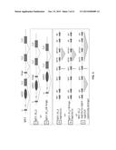 NON-HUMAN ANIMALS THAT MAKE SINGLE DOMAIN BINDING PROTEINS diagram and image