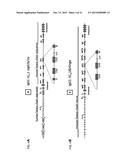 NON-HUMAN ANIMALS THAT MAKE SINGLE DOMAIN BINDING PROTEINS diagram and image