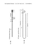 NON-HUMAN ANIMALS THAT MAKE SINGLE DOMAIN BINDING PROTEINS diagram and image