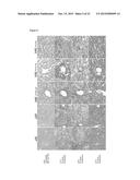 METHOD FOR MAINTAINING ORGAN OR TISSUE FOR TRANSPLANTATION USE FOR LONG     PERIOD diagram and image