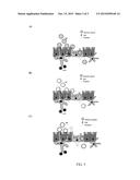 COMPOSITIONS COMPRISING MICROPARTICLES AND PROBIOTICS TO DELIVER A     SYNERGISTIC IMMUNE EFFECT diagram and image