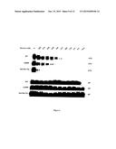 EGFR MUTATIONS diagram and image